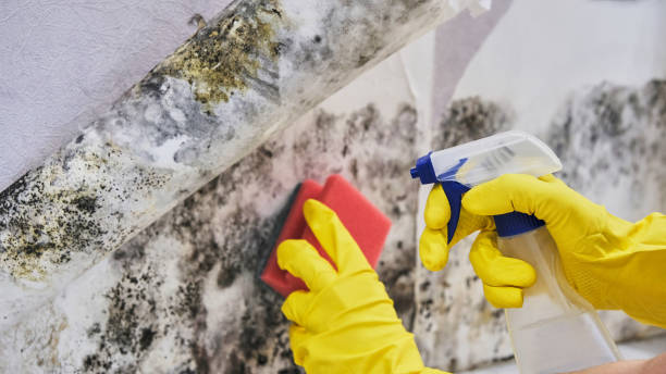 Professional Mold Remediation in Danville, IA